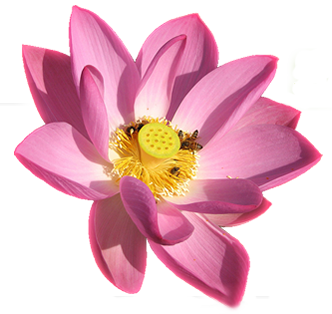 loto Fleur de lotus